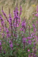 Lythrum salicaria