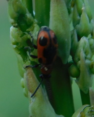 Crioceris quinquepunctata