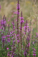 Lythrum salicaria