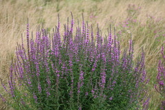 Lythrum salicaria