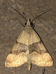 Hemeroplanis incusalis