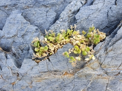 Polycarpon polycarpoides