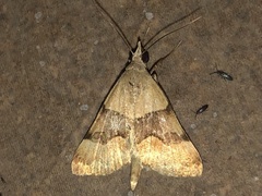 Hemeroplanis incusalis