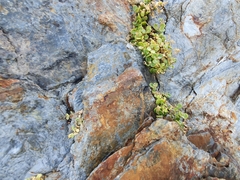 Polycarpon polycarpoides