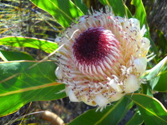 Protea lorifolia