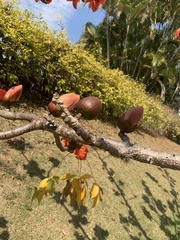 Bombax ceiba
