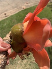 Bombax ceiba