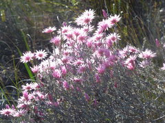 Syncarpha canescens canescens
