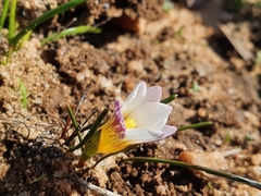 Romulea toximontana