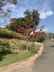 Bombax ceiba