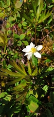 Anemonastrum biarmiense