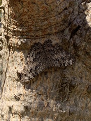 Hamadryas februa