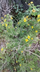 Sanvitalia procumbens