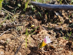 Romulea toximontana