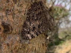 Hamadryas februa