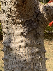 Hamadryas februa