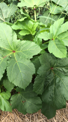 Abelmoschus esculentus