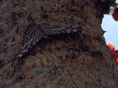 Hamadryas februa