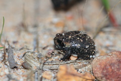Breviceps montanus
