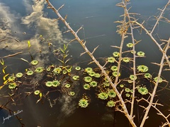 Ludwigia sedoides