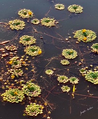 Ludwigia sedoides