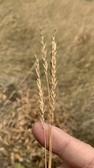 Agropyron desertorum