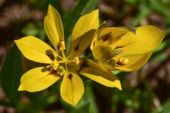 Sisyrinchium graminifolium