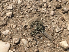 Xanthoparmelia walteri