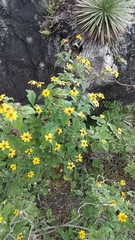 Sanvitalia procumbens