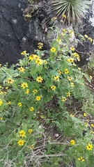 Sanvitalia procumbens