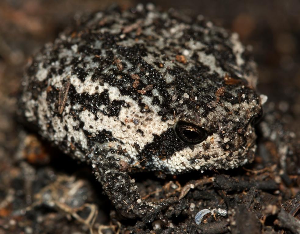 Mountain Rain Frog