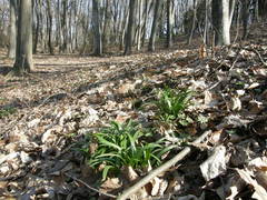 Galanthus angustifolius
