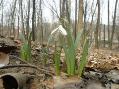 Galanthus alpinus