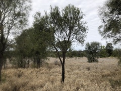 Citrus glauca