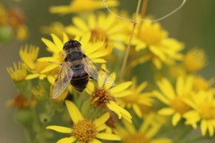 Eristalis tenax