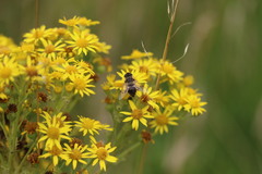 Eristalis tenax