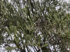 Citrus glauca