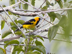 Icterus auricapillus