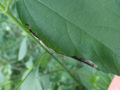 Agromyza ambrosivora