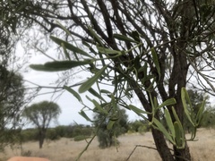 Citrus glauca