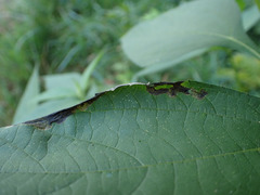 Agromyza ambrosivora