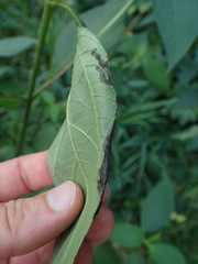 Agromyza ambrosivora
