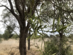Citrus glauca
