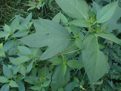 Agromyza ambrosivora