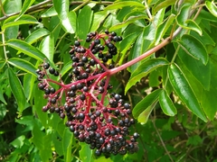 Sambucus canadensis