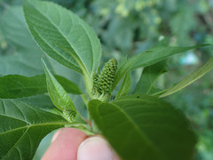 Agromyza ambrosivora
