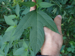 Agromyza ambrosivora