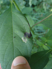 Agromyza ambrosivora