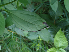 Agromyza ambrosivora