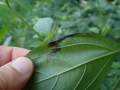Agromyza ambrosivora